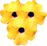 Krilata tunbergija