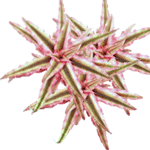 Kriptant