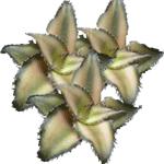 Kriptantus
