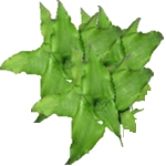 Kriptantus