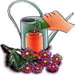 Krizantema