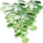 Laščec