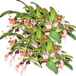 Masdevallia