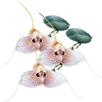 Masdevallia