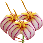 Masdevallia