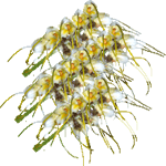 Masdevallia
