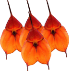 Masdevallia