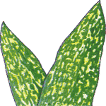 Mavrica