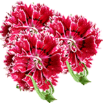 Naglji