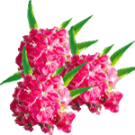 Naglji