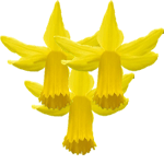 Narcisa