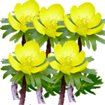 Navadna jarica