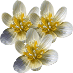 Navadna jarica