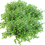 Navadna solejrolija