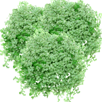 Navadna solejrolija