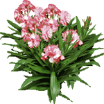 Navadni oleander