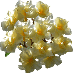 Navadni oleander
