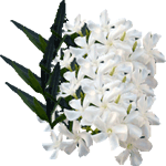 Navadni oleander