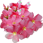 Navadni oleander