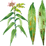 Navadni oleander