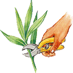 Navadni oleander