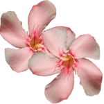Navadni oleander