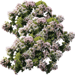 Navadni origano