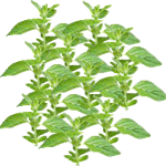 Navadni origano