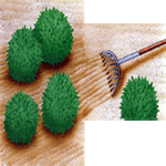 Navadni origano