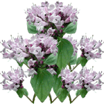 Navadni origano