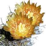 Neoporterija