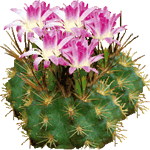 Neoporterija