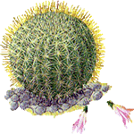 Neoporterija