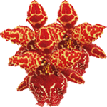 Odontioda
