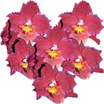 Odontioda