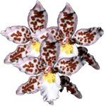 Odontioda