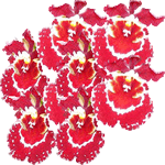 Oncidij