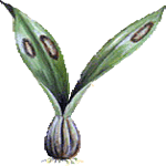 Oncidij
