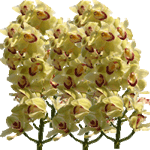 Orhideje