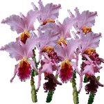 Cattleya mossiae