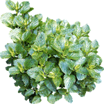 Osenica
