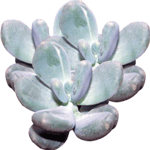Pahifit