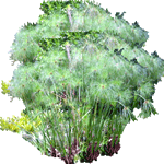 Papirjevec