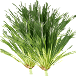 Papirjevec