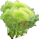 Papirjevec