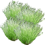 Papirjevec