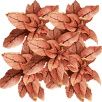 Pegavka