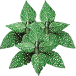Pegavka