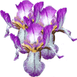 Perunika