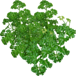 Peteršilj